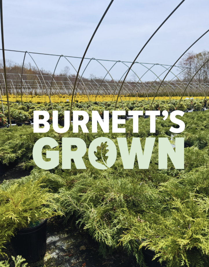 Rows of evergreen shrubs growing at our Farm in Canterbury, Connecticut, ready for local garden center customers.
